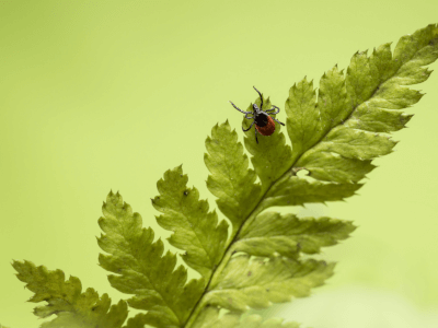 How high is your risk of encountering a tick?