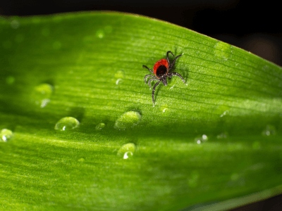 Information about tick-borne encephalitis (TBE)