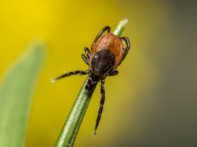 Tunnetko<br/> borrelioosin?